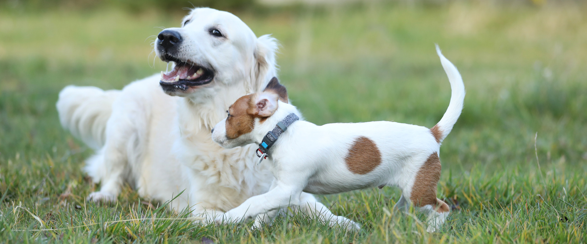 Golden retriever and puppy playing in a sunlit field