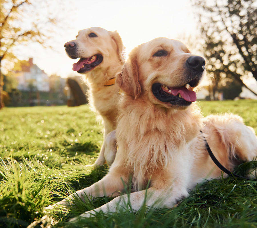 Two golden retrievers relaxing in the garden